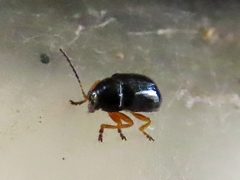 Cryptocephalus ocellatus