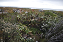 Aloe arborescens × ferox