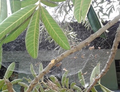 Cyrtophora citricola