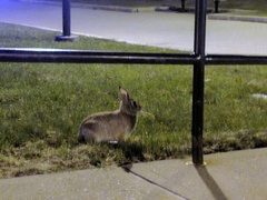 Sylvilagus floridanus