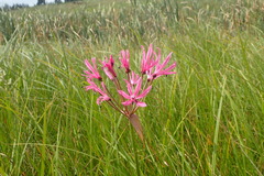 Nerine appendiculata