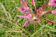Nerine appendiculata
