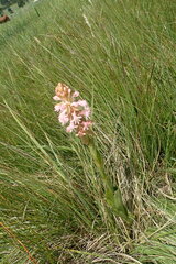 Satyrium hallackii ocellatum