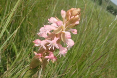Satyrium hallackii ocellatum