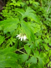 Hydrophyllum fendleri