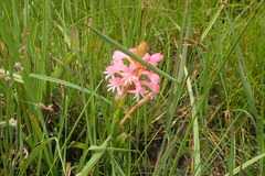 Satyrium hallackii ocellatum