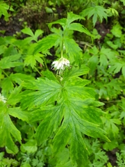 Hydrophyllum fendleri