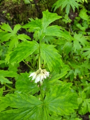 Hydrophyllum fendleri