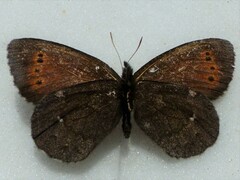 Erebia mancinus