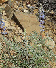 Lupinus argenteus palmeri