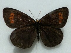 Erebia mancinus