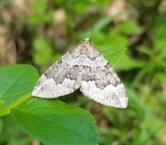 Lampropteryx suffumata