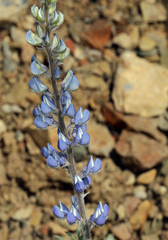 Lupinus argenteus palmeri