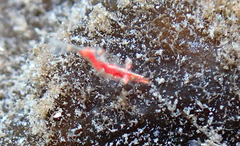 Heptacarpus kincaidi