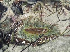 Anthopleura sola