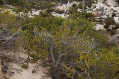 Erica brachialis