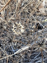 Microseris douglasii platycarpha