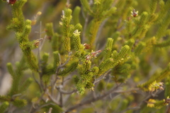 Erica brachialis