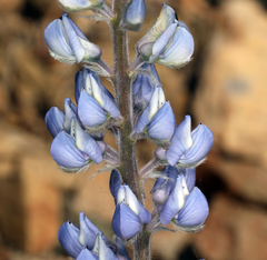 Lupinus argenteus palmeri