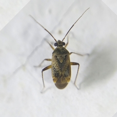 Polymerus testaceipes