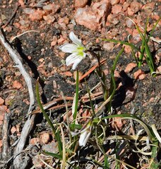 Gagea serotina