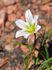 Gagea serotina