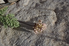 Cymopterus aboriginum