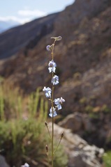 Delphinium parishii parishii