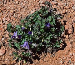 Aquilegia saximontana