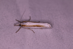 Crambus girardellus