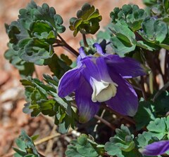 Aquilegia saximontana