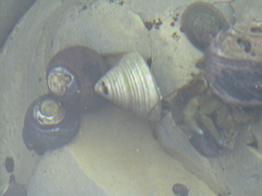 Calliostoma canaliculatum