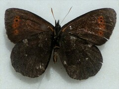Erebia mancinus