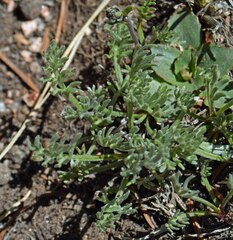 Artemisia scopulorum