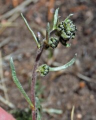 Artemisia scopulorum