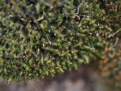 Racomitrium microcarpon