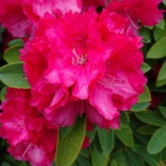 Rhododendron ponticum