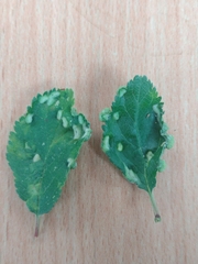 Eriophyes similis