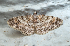 Myrioblephara
