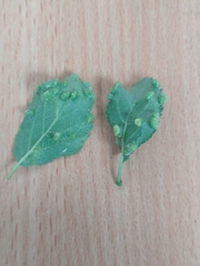 Eriophyes similis