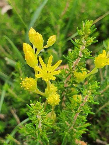 Petrosedum amplexicaule image