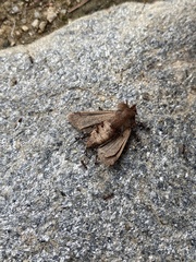 Noctuinae