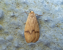Teulisna montanebula