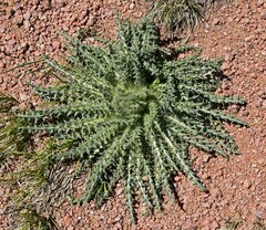 Cirsium scopulorum
