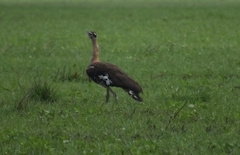 Neotis denhami denhami