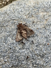 Noctuinae