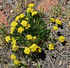 Cymopterus humilis