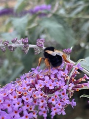 Bombus