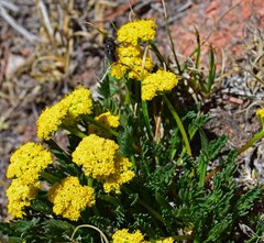 Cymopterus humilis