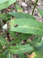 Phylloscelis atra